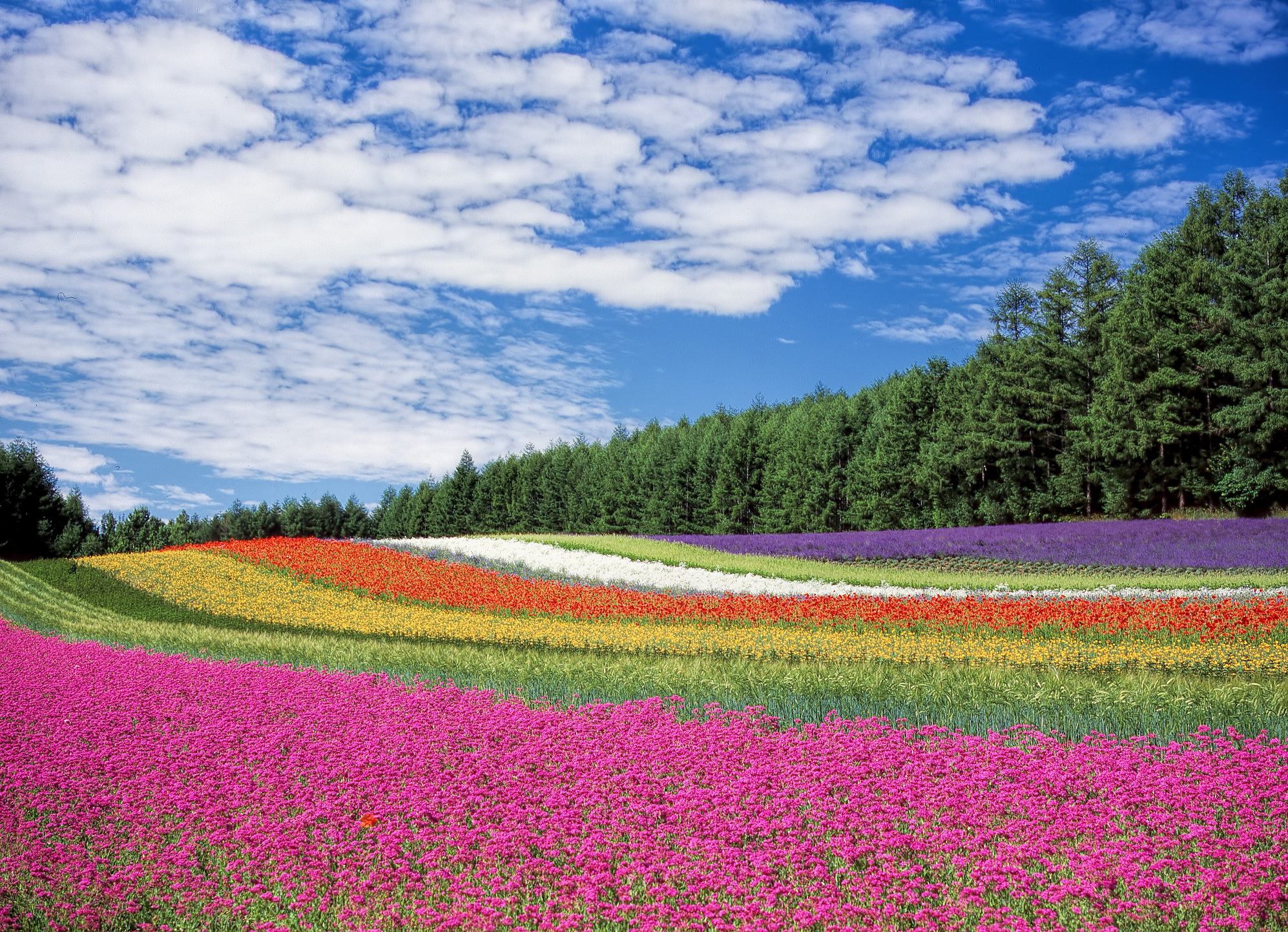 Field of Flowers